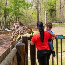The Giraffe Feeding Deck is back open for the season! 🦒 See the giraffes at their height and make memories feeding them lettuce, one of their favorite snacks! 🥬 The feeding deck is open daily from 10 am to 2 pm. and is an additional $5 per person to feed the giraffe.